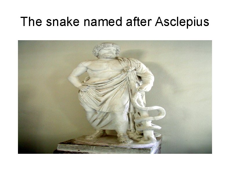 The snake named after Asclepius 