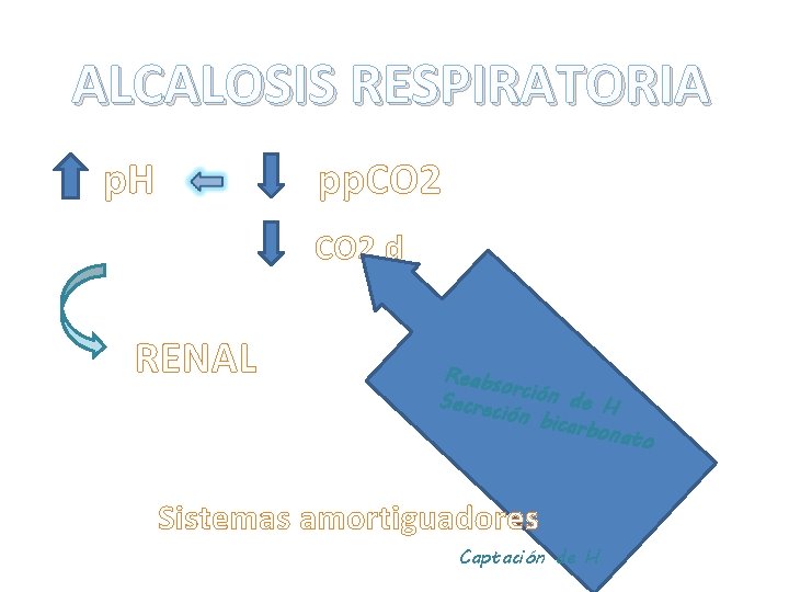 ALCALOSIS RESPIRATORIA p. H pp. CO 2 d RENAL Reabs or Secrec ción de