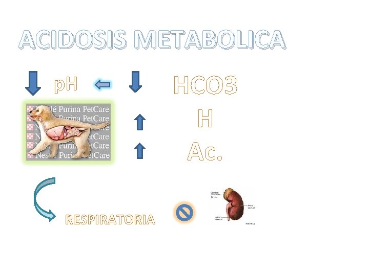 ACIDOSIS METABOLICA p. H RESPIRATORIA HCO 3 H Ac. 