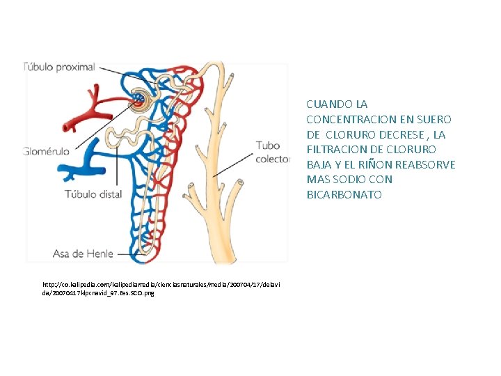 CUANDO LA CONCENTRACION EN SUERO DE CLORURO DECRESE , LA FILTRACION DE CLORURO BAJA