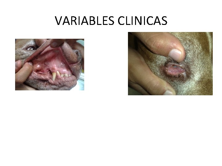 VARIABLES CLINICAS 