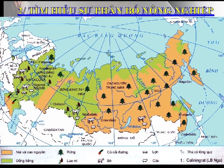 2/ TÌM HIỂU SỰ PH N BỐ NÔNG NGHIỆP * Dựa vào hình 8.