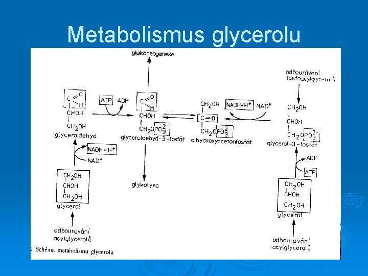 Metabolismus glycerolu 