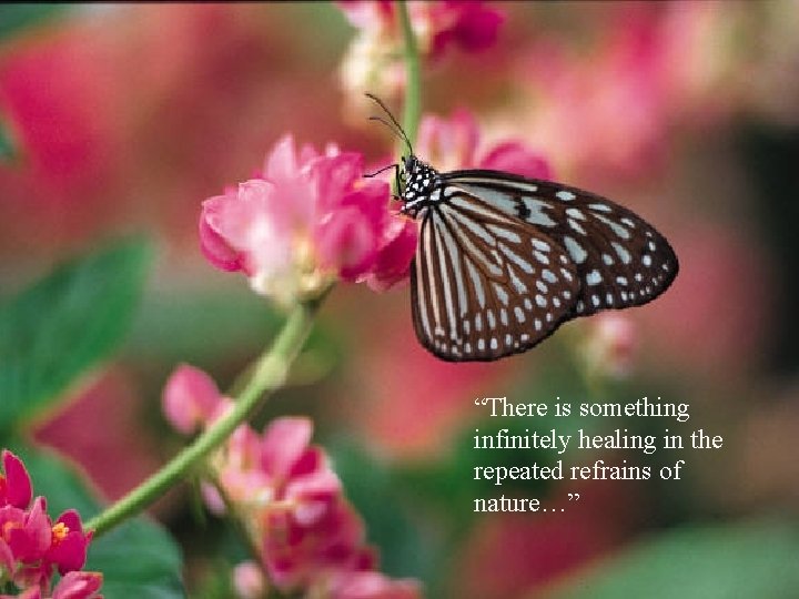 “There is something infinitely healing in the repeated refrains of nature…” 