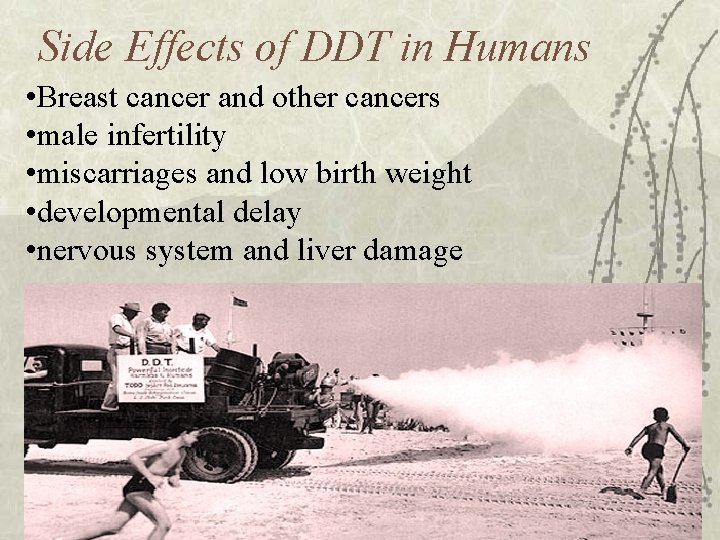 Side Effects of DDT in Humans • Breast cancer and other cancers • male