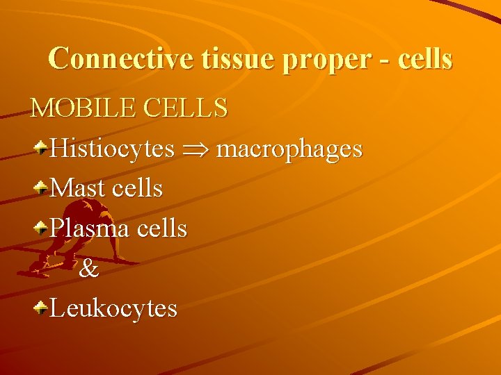 Connective tissue proper - cells MOBILE CELLS Histiocytes macrophages Mast cells Plasma cells Leukocytes