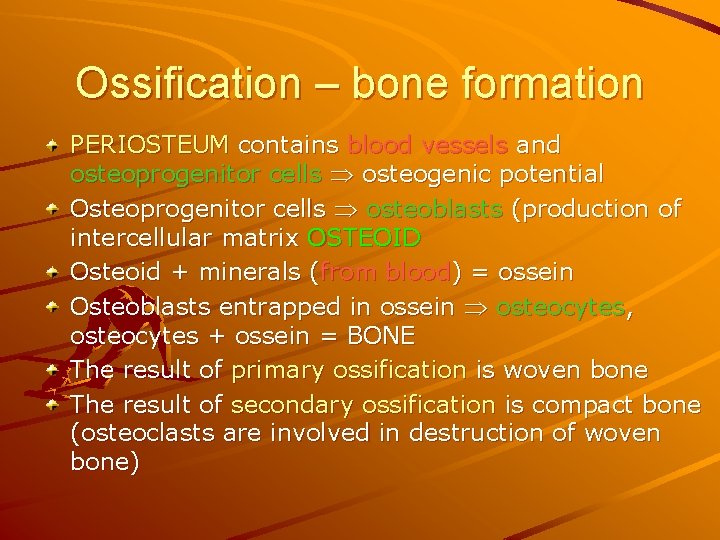 Ossification – bone formation PERIOSTEUM contains blood vessels and osteoprogenitor cells osteogenic potential Osteoprogenitor