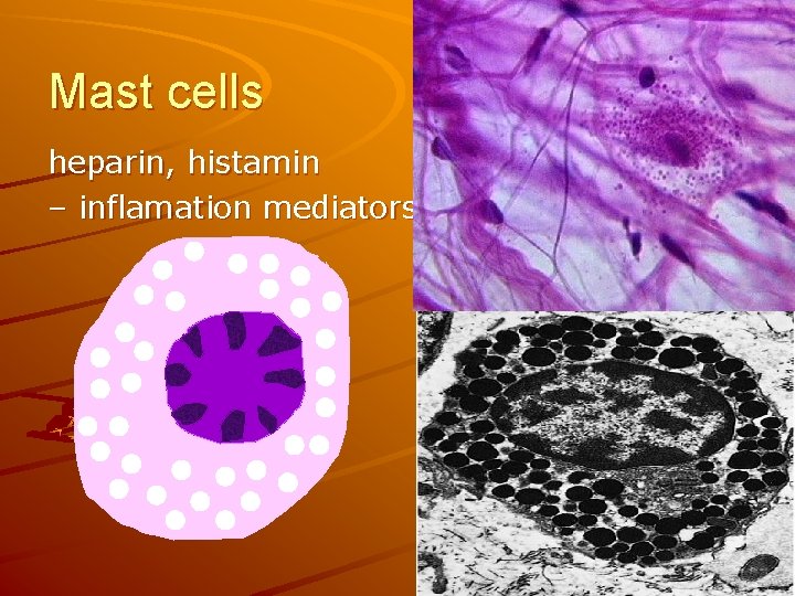 Mast cells heparin, histamin – inflamation mediators 