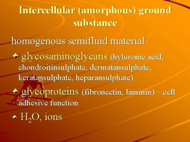 Intercellular (amorphous) ground substance homogenous semifluid material glycosaminoglycans (hyluronic acid, chondroitinsulphate, dermatansulphate, keratansulphate, heparansulphate)