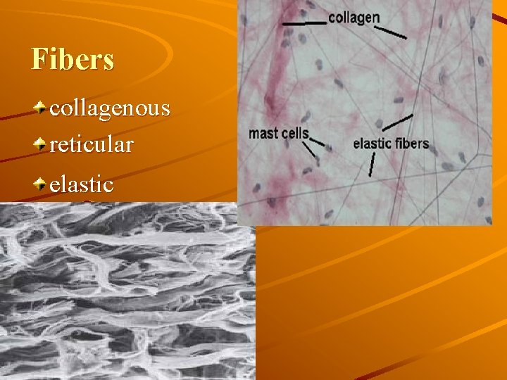 Fibers collagenous reticular elastic 