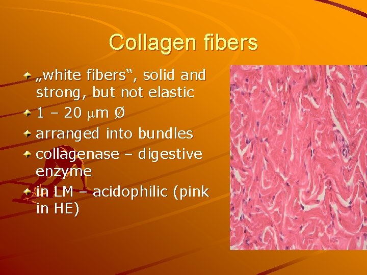 Collagen fibers „white fibers“, solid and strong, but not elastic 1 – 20 m