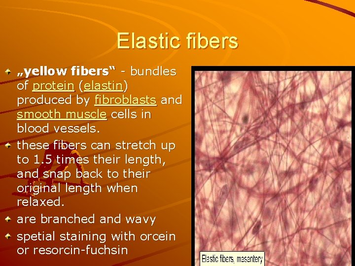 Elastic fibers „yellow fibers“ - bundles of protein (elastin) produced by fibroblasts and smooth
