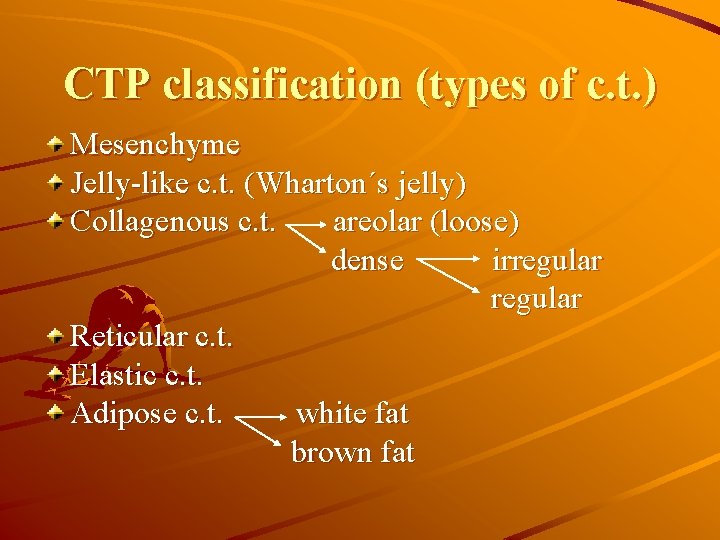 CTP classification (types of c. t. ) Mesenchyme Jelly-like c. t. (Wharton´s jelly) Collagenous