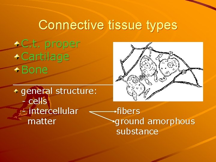 Connective tissue types C. t. proper Cartilage Bone __________________ general structure: - cells -