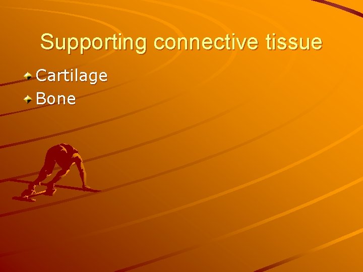 Supporting connective tissue Cartilage Bone 