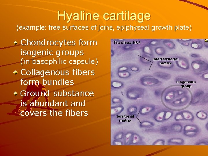 Hyaline cartilage (example: free surfaces of joins, epiphyseal growth plate) Chondrocytes form isogenic groups