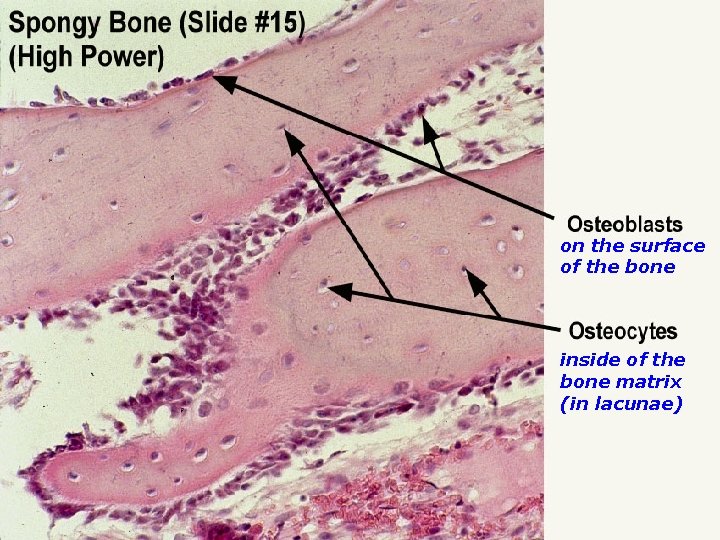 on the surface of the bone inside of the bone matrix (in lacunae) 