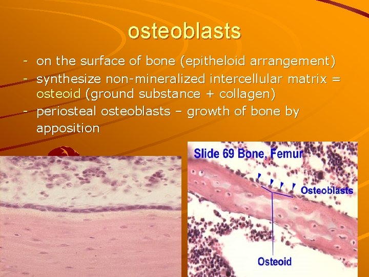 osteoblasts - on the surface of bone (epitheloid arrangement) - synthesize non-mineralized intercellular matrix