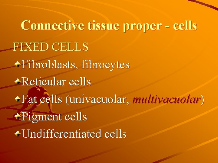 Connective tissue proper - cells FIXED CELLS Fibroblasts, fibrocytes Reticular cells Fat cells (univacuolar,