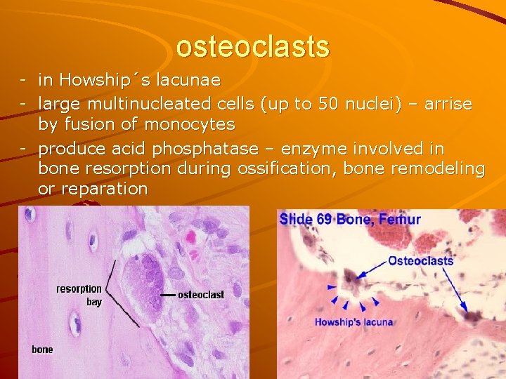 osteoclasts - in Howship´s lacunae - large multinucleated cells (up to 50 nuclei) –