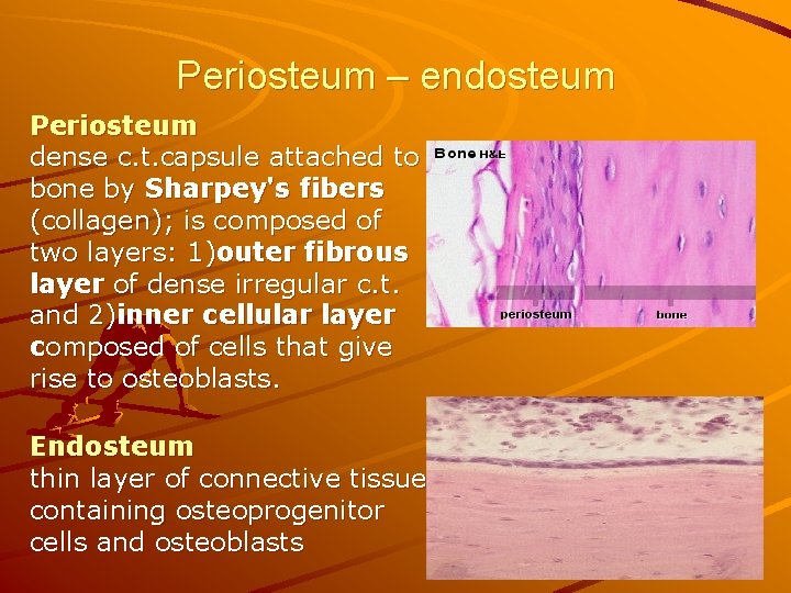 Periosteum – endosteum Periosteum dense c. t. capsule attached to bone by Sharpey's fibers