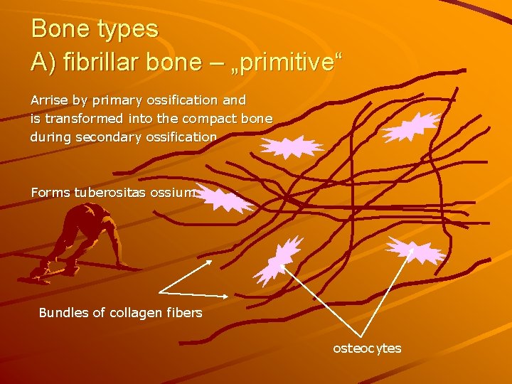 Bone types A) fibrillar bone – „primitive“ Arrise by primary ossification and is transformed