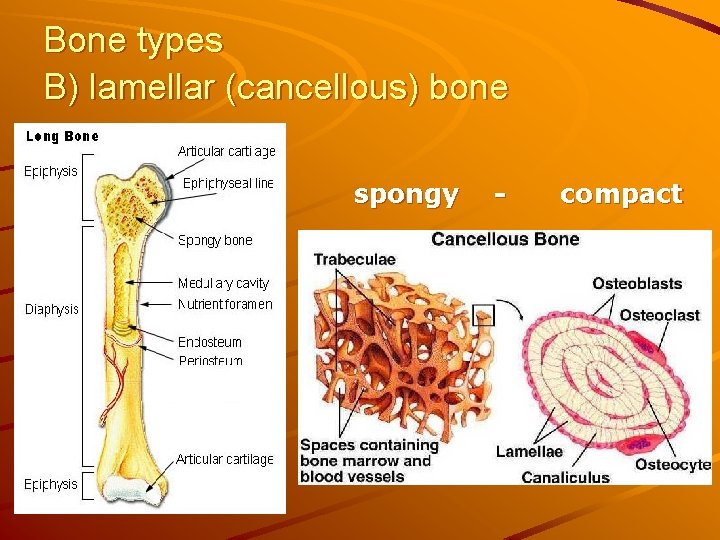 Bone types B) lamellar (cancellous) bone spongy - compact 