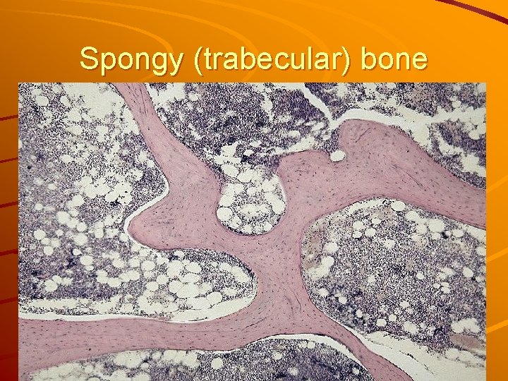 Spongy (trabecular) bone 