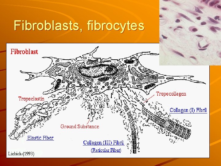 Fibroblasts, fibrocytes 