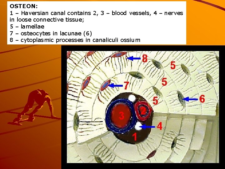 OSTEON: 1 – Haversian canal contains 2, 3 – blood vessels, 4 – nerves