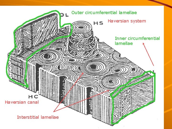 Outer circumferential lamellae Haversian system Inner circumferential lamellae Haversian canal Interstitial lamellae 