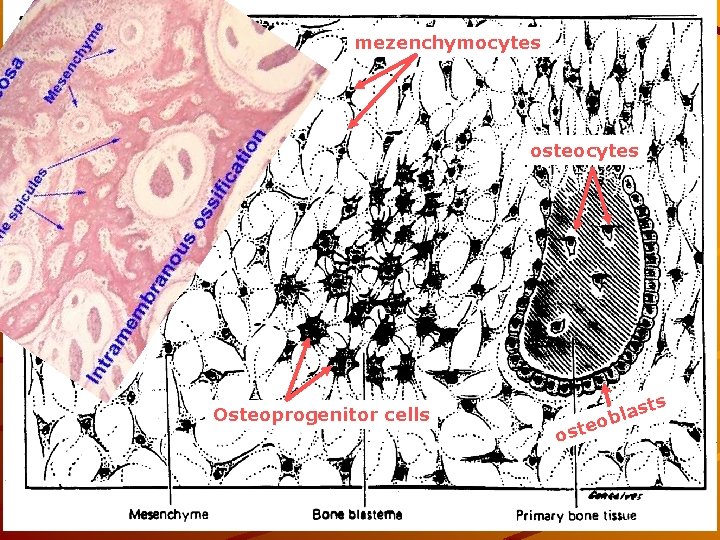 mezenchymocytes osteocytes Osteoprogenitor cells s o st a l ob ste 