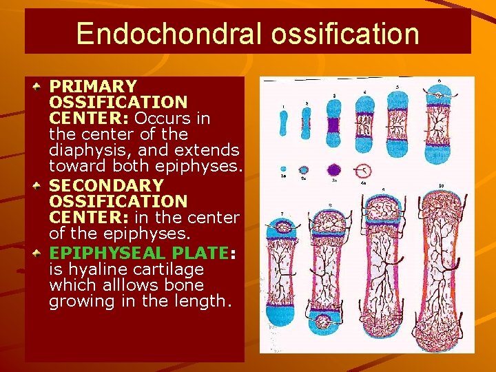 Endochondral ossification PRIMARY OSSIFICATION CENTER: Occurs in the center of the diaphysis, and extends