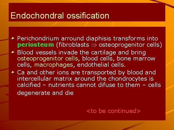 Endochondral ossification Perichondrium arround diaphisis transforms into periosteum (fibroblasts osteoprogenitor cells) Blood vessels invade