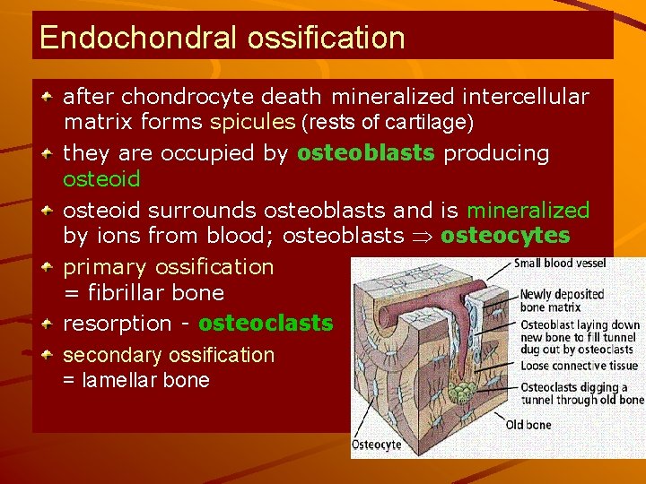 Endochondral ossification after chondrocyte death mineralized intercellular matrix forms spicules (rests of cartilage) they