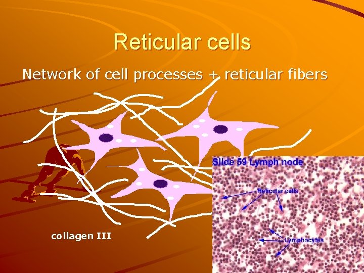 Reticular cells Network of cell processes + reticular fibers collagen III 