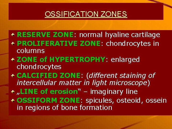 OSSIFICATION ZONES RESERVE ZONE: normal hyaline cartilage PROLIFERATIVE ZONE: chondrocytes in columns ZONE of