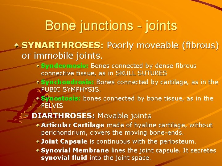 Bone junctions - joints SYNARTHROSES: Poorly moveable (fibrous) or immobile joints. Syndesmosis: Bones connected