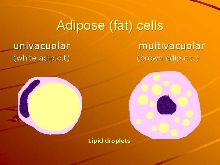 Adipose (fat) cells univacuolar multivacuolar (white adip. c. t) (brown adip. c. t. )