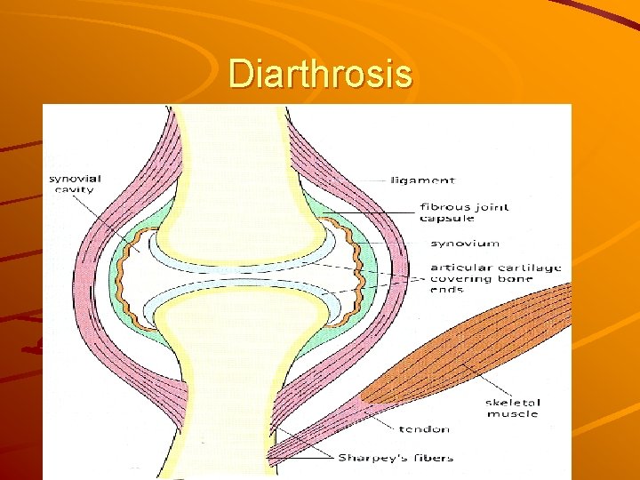 Diarthrosis 