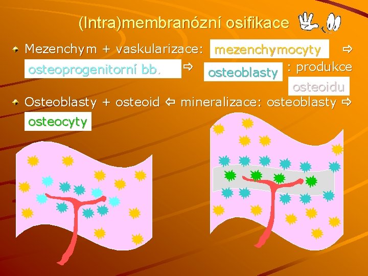 (Intra)membranózní osifikace Mezenchym + vaskularizace: mezenchymocyty osteoblasty : produkce osteoprogenitorní bb. osteoidu Osteoblasty +