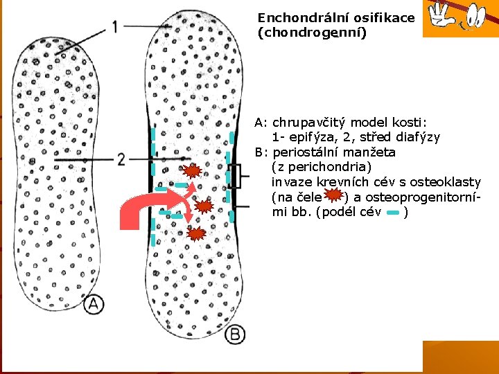 Enchondrální osifikace (chondrogenní) A: chrupavčitý model kosti: 1 - epifýza, 2, střed diafýzy B: