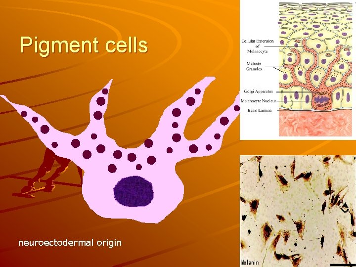 Pigment cells neuroectodermal origin 