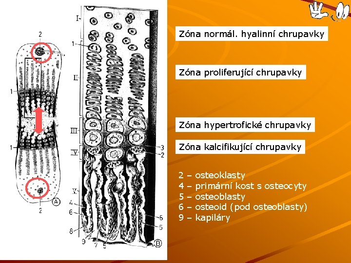 Zóna normál. hyalinní chrupavky Zóna proliferující chrupavky Zóna hypertrofické chrupavky Zóna kalcifikující chrupavky 2