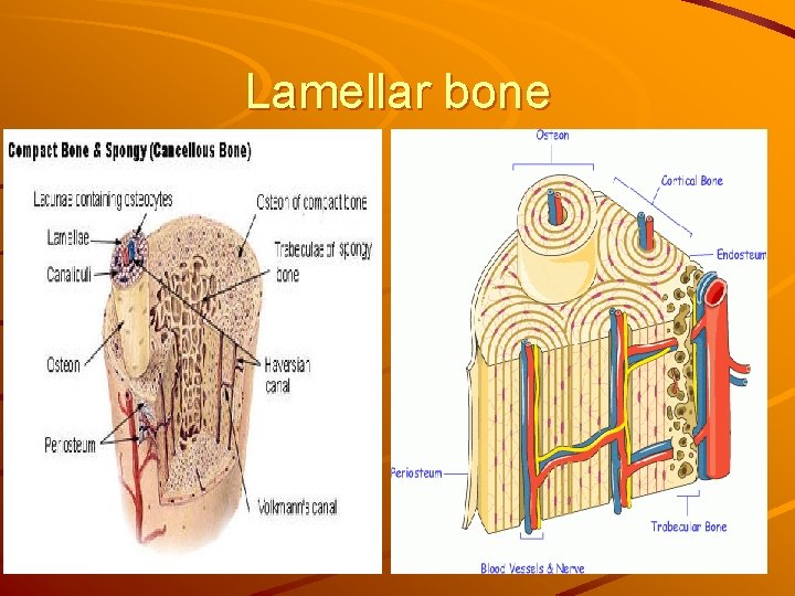 Lamellar bone 