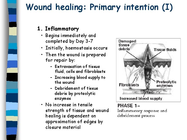 Wound healing: Primary intention (I) 1. Inflammatory • Begins immediately and completed by Day