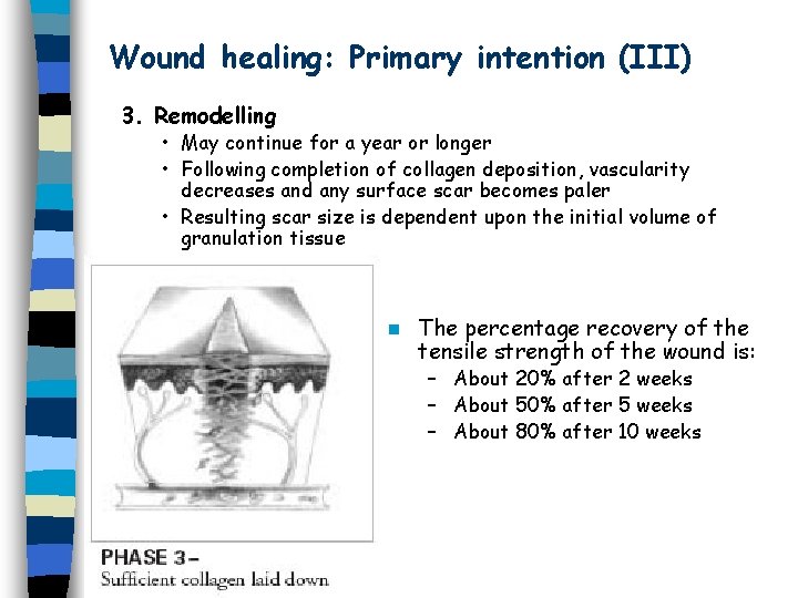 Wound healing: Primary intention (III) 3. Remodelling • May continue for a year or