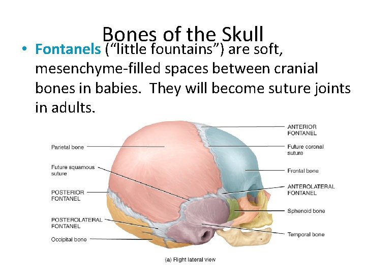 Bones of the Skull • Fontanels (“little fountains”) are soft, mesenchyme-filled spaces between cranial Bones of the Skull • Fontanels (“little fountains”) are soft, mesenchyme-filled spaces between cranial