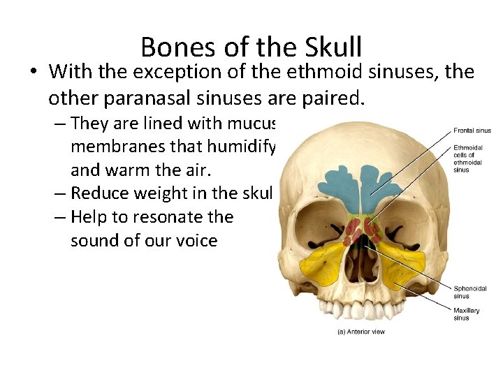 Bones of the Skull • With the exception of the ethmoid sinuses, the other