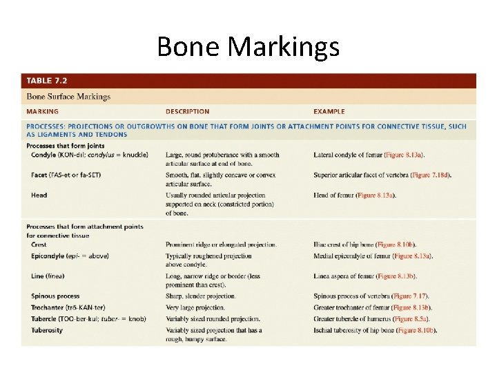 Bone Markings 